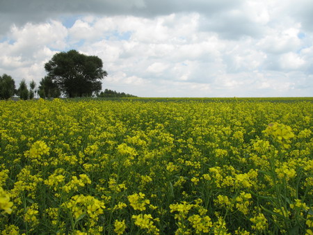 6686������������