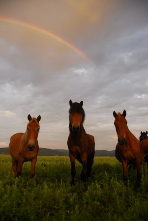 6686������������