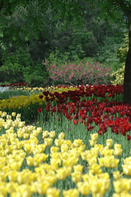 6686������������